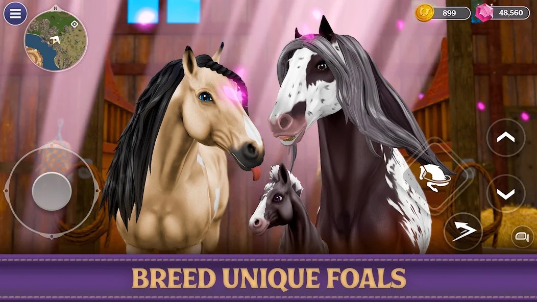 Star Equestrian – Конюшня